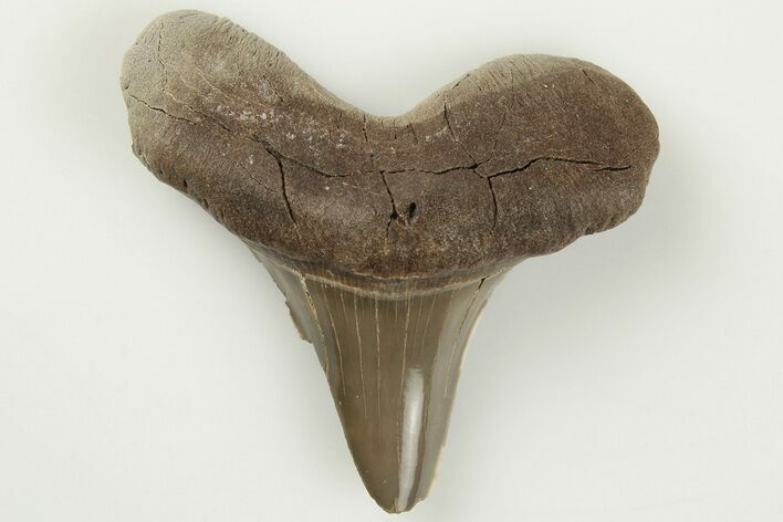 1.5" Cretaceous Ginsu Shark (Cretoxyrhina) Tooth - Kansas